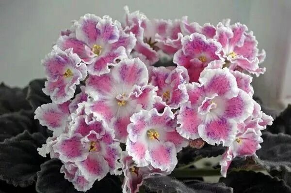 Птица певчая фиалка фото RS-Raznopioristaya Ptichka African violets, African violets plants, Violet plant