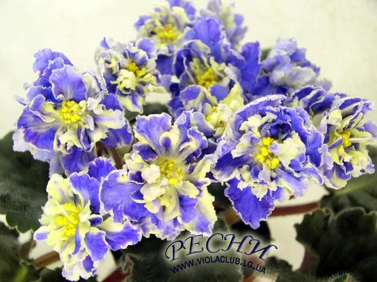 Птица певчая фиалка фото Пин на доске African Violets