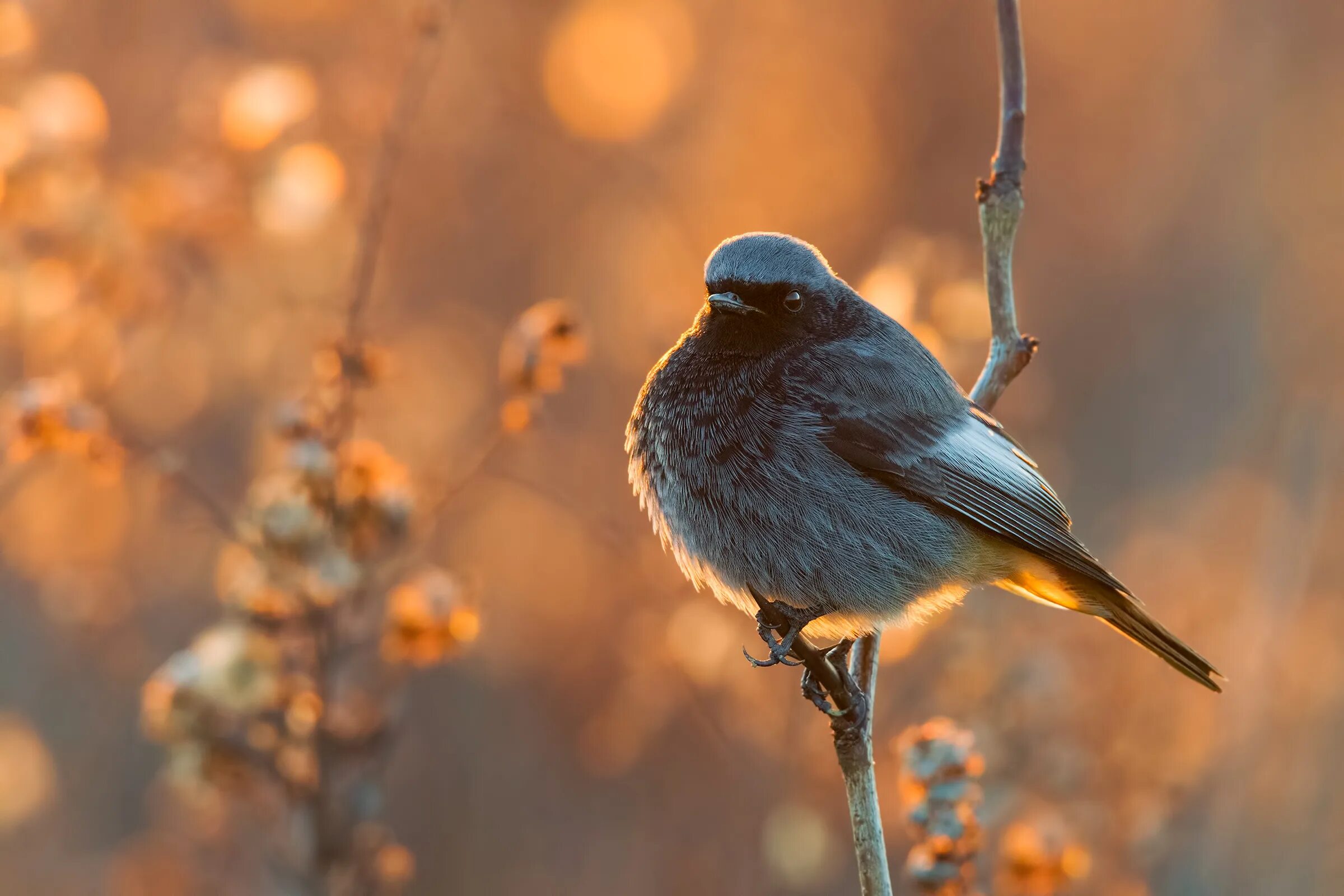 Птица пичужка фото Wallpaper : birds, animals, sunset, nature, red, branch, wildlife, gold, beak, b