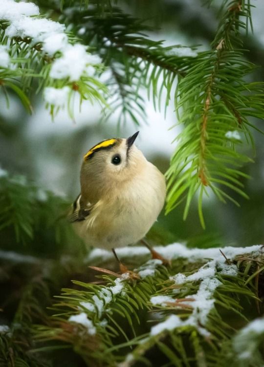 Птица пичужка фото Goldcrest Beautiful birds, Bird, Pretty birds