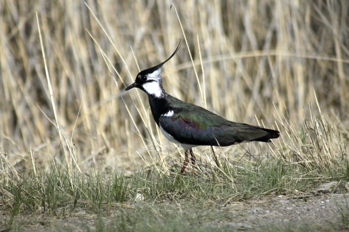 Птица пигалица фото Northern Lapwing (Vanellus vanellus). Birds of Siberia.