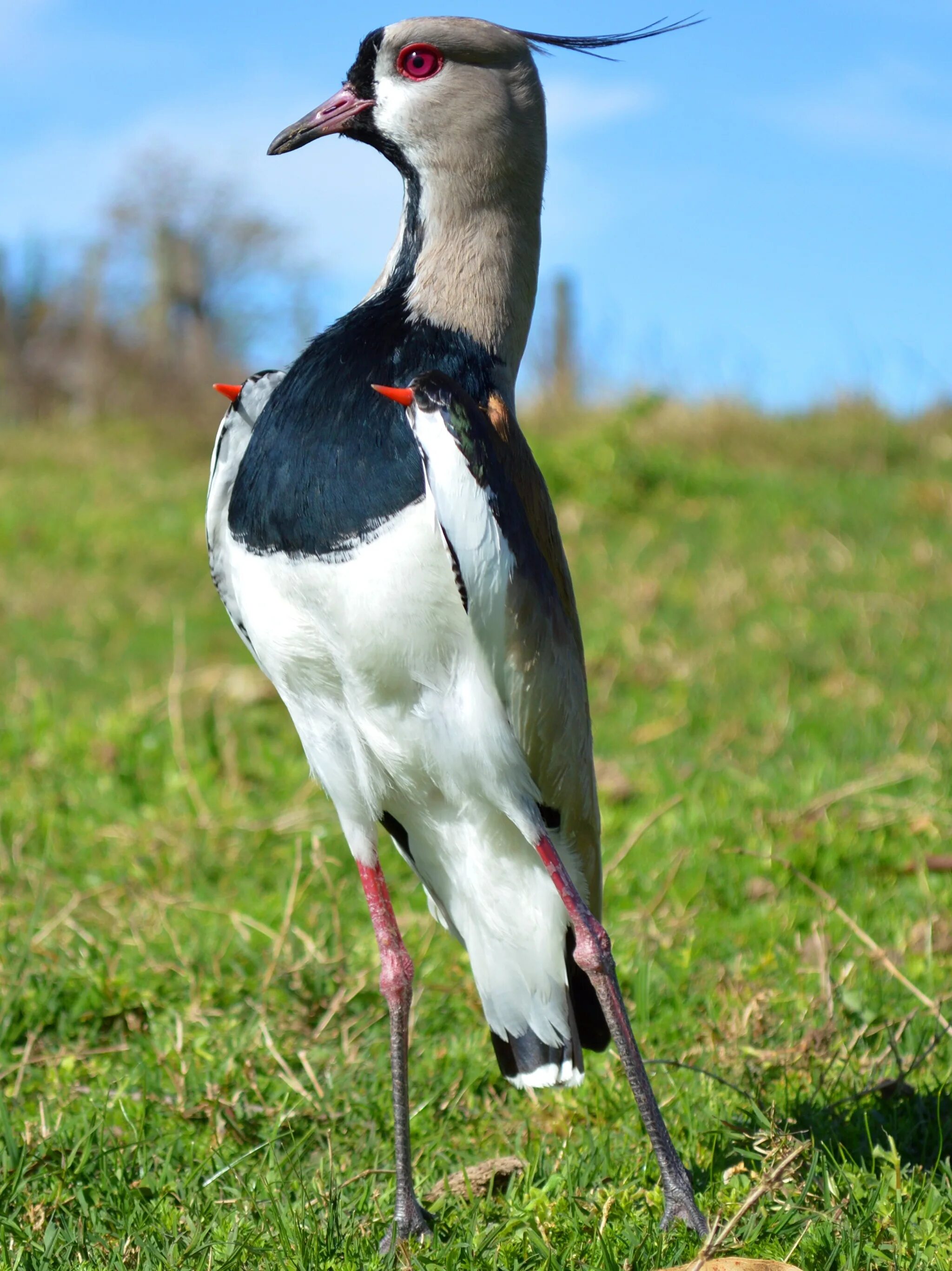 Птица пигалица фото Фотография Птицы Northern lapwing Поза Трава Животные 2048x2732