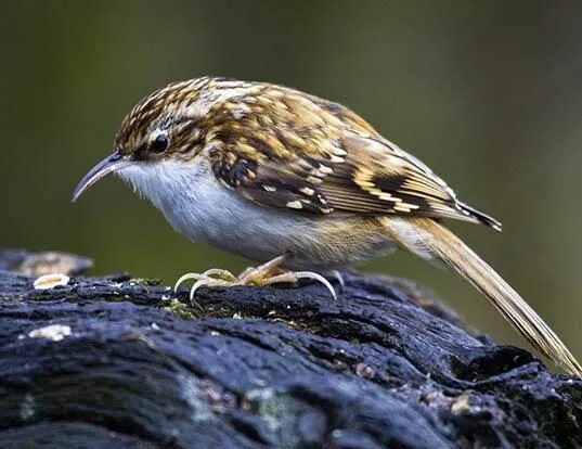 Птица пищуха фото и описание EURASIAN TREECREEPER LIFE EXPECTANCY Life expectancy, Life, List of birds