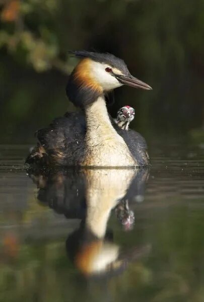 Птица поганка фото Большая поганка, или чомга (лат. Podiceps cristatus) Great Crested Grebe Beautif