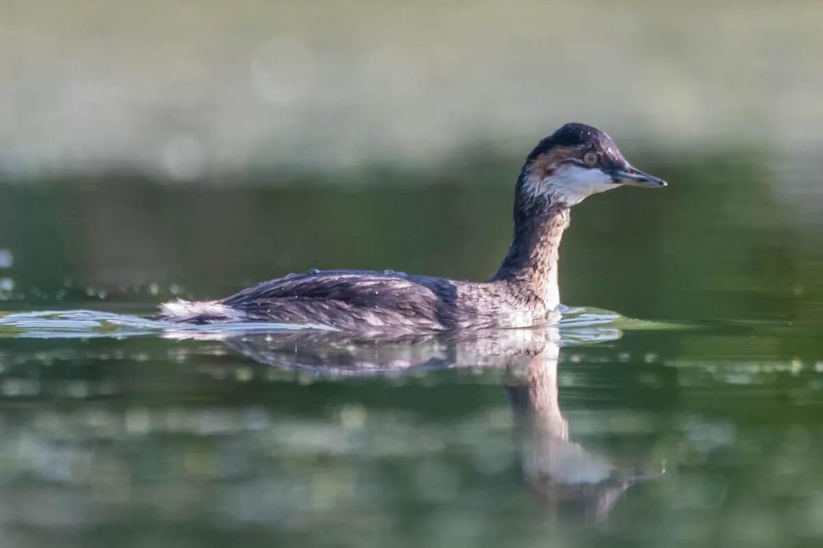 Птица поганка фото и описание Черношейная поганка (Podiceps nigricollis). Птицы Сибири.