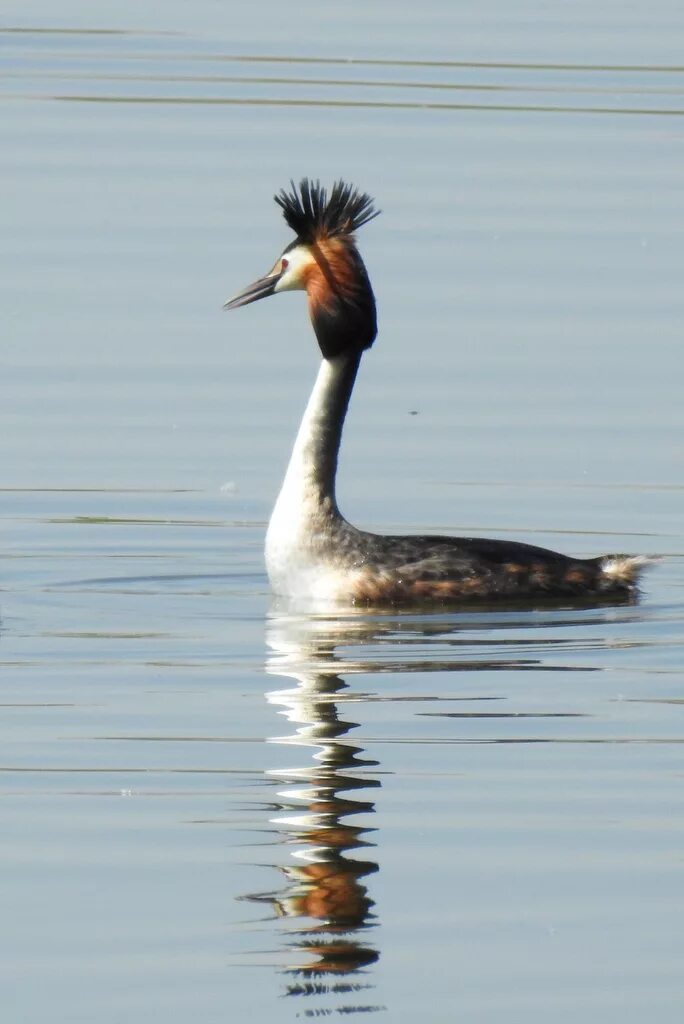 Птица поганка фото и описание Чомга (Podiceps cristatus). Птицы Кыргызстана.