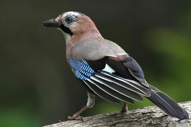 Птица похожа фото Eurasian Jay (Garrulus glandarius) Vogels