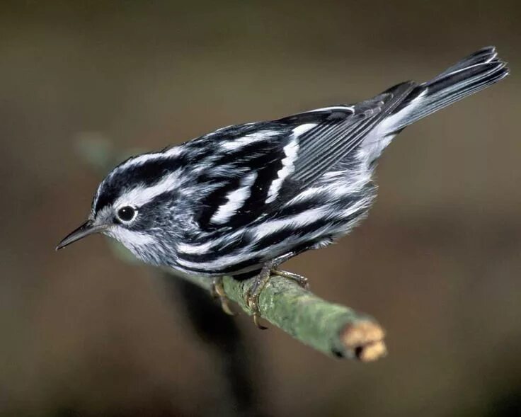 Птица полос фото シ ロ ク ロ ア メ リ カ ム シ ク イ Black-and-white warbler (Mniotilta varia) Black and whit