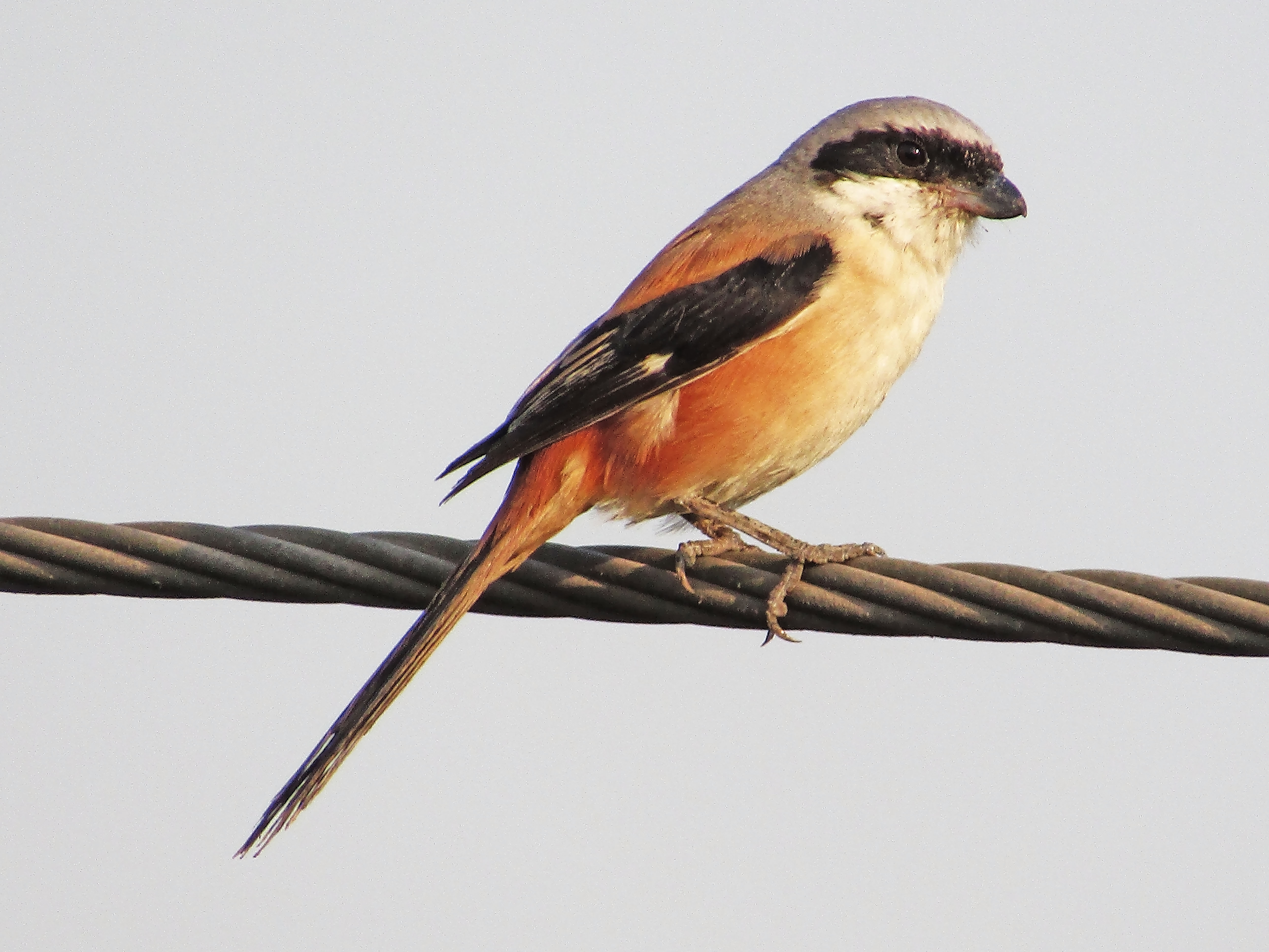 Птица полос фото Free Images : eyes, color, Shrike, beak, twig, songbird, tail, feather, foot, pe