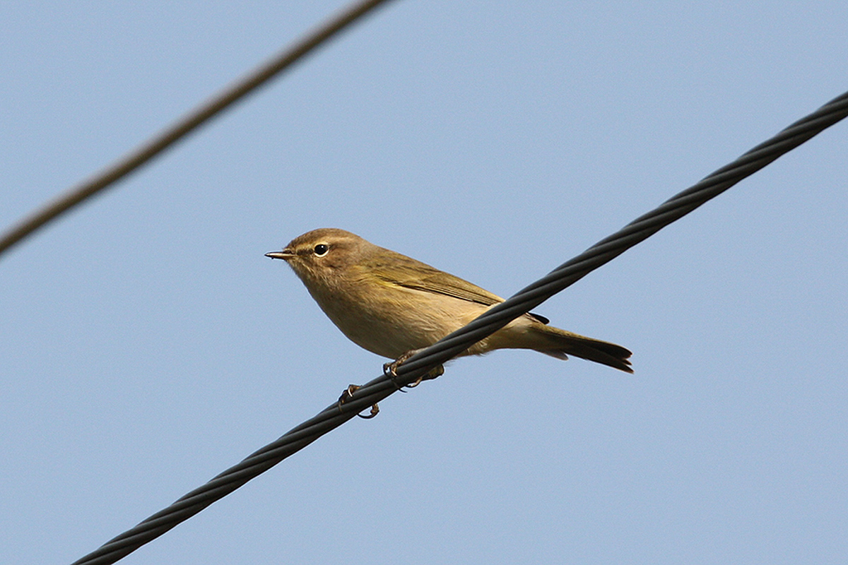 Птица полос фото Common Chiffchaff (Phylloscopus collybita). Birds of Siberia.