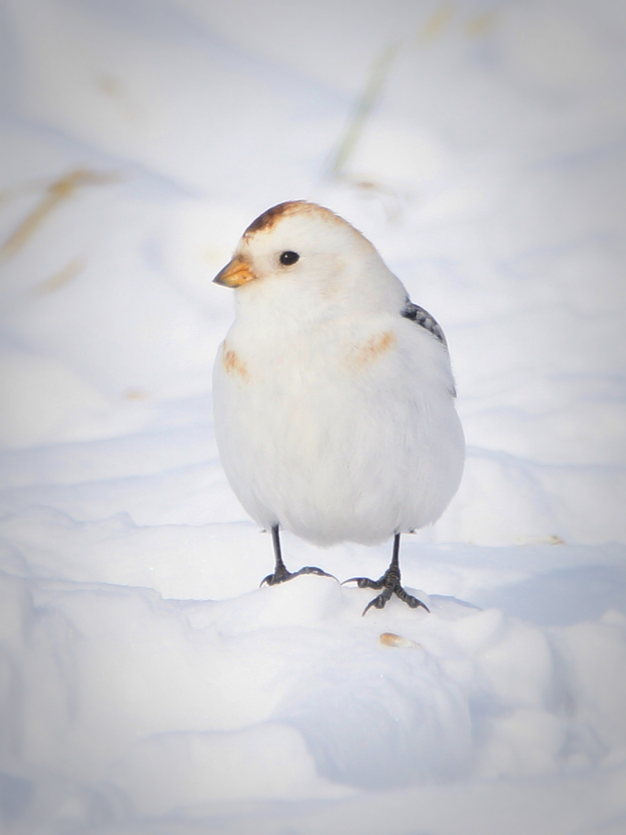 Птица пуночка фото и описание Snow Bunting (Plectrophenax nivalis). Birds of Siberia.