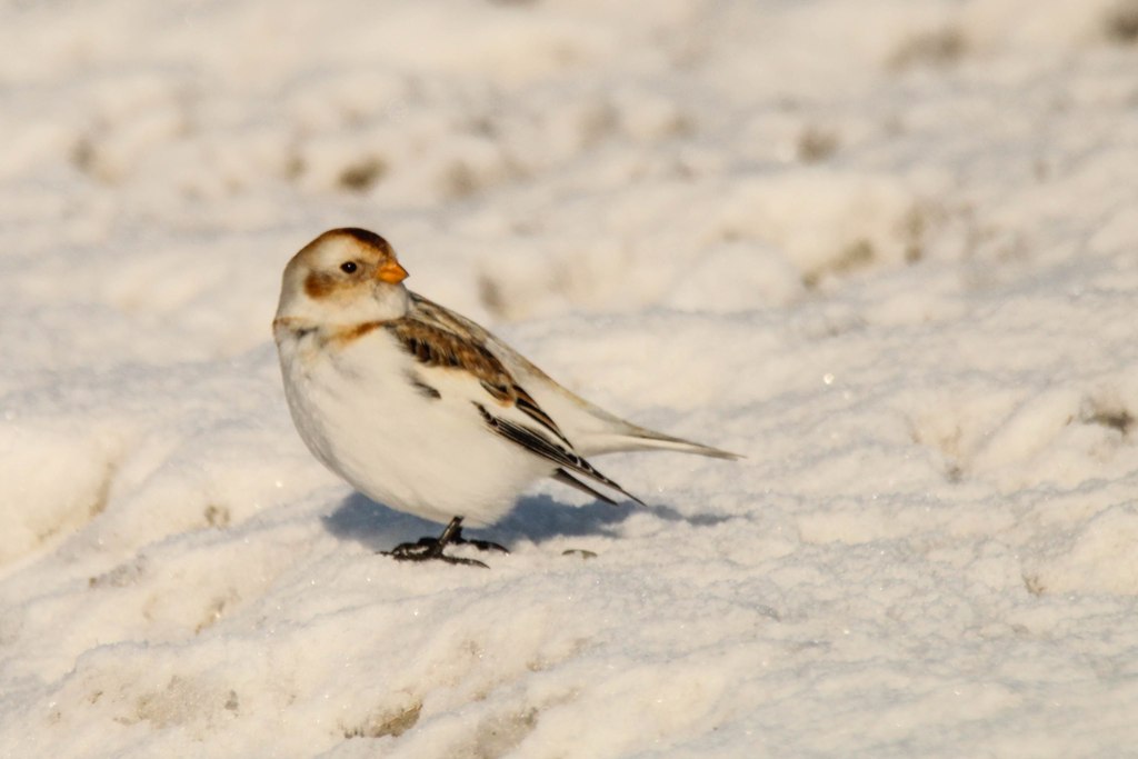 Птица пуночка фото и описание Snow Bunting (Plectrophenax nivalis). Birds of Siberia.