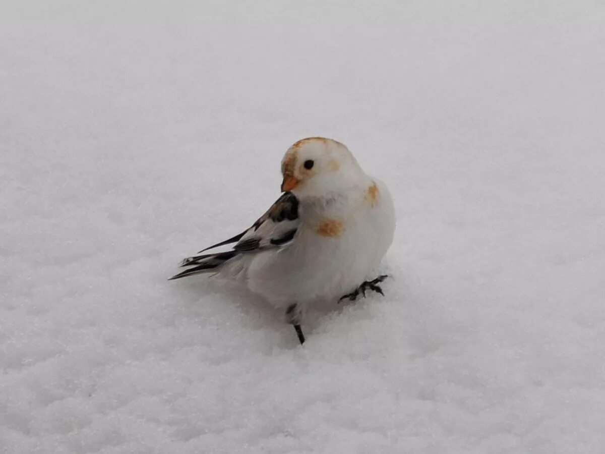 Птица пуночка фото и описание Snow Bunting (Plectrophenax nivalis). Birds of Siberia.