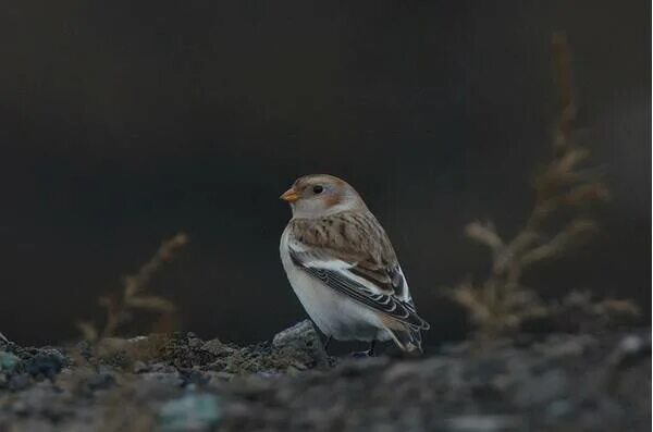 Птица пуночка фото и описание Пуночка (Plectrophenax nivalis). Птицы Сибири.