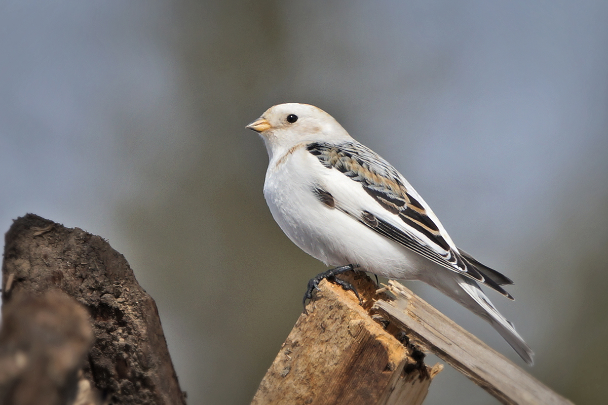 Птица пуночка фото и описание Snow Bunting (Plectrophenax nivalis). Birds of Siberia.