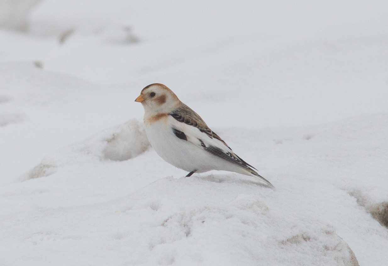 Птица пуночка фото и описание Snow Bunting (Plectrophenax nivalis). Birds of Siberia.