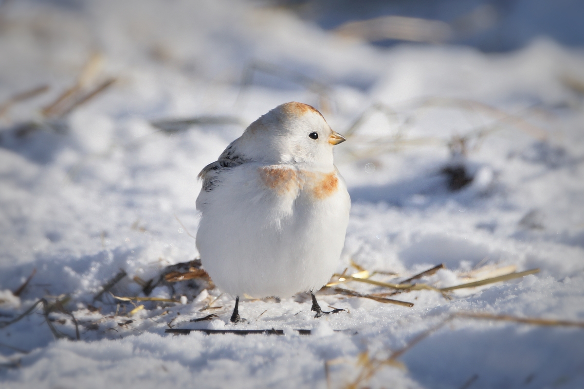 Птица пуночка фото и описание Пуночка (Plectrophenax nivalis). Птицы Сибири.