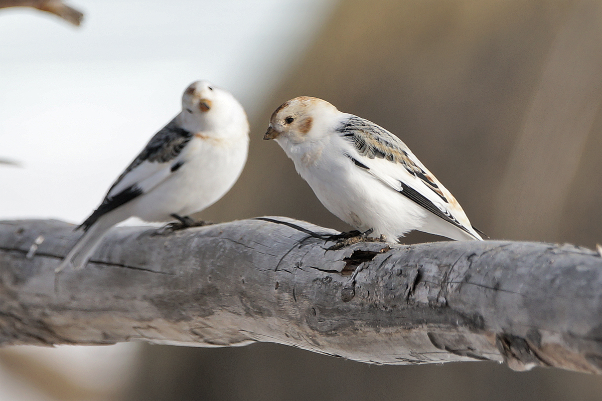 Птица пуночка фото и описание Пуночка (Plectrophenax nivalis). Птицы Сибири.