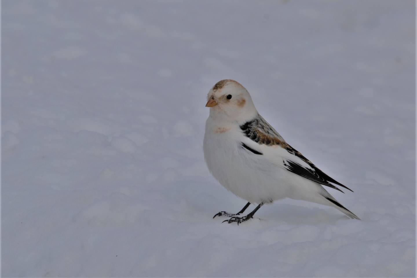 Птица пуночка фото и описание Snow Bunting (Plectrophenax nivalis). Birds of Siberia.