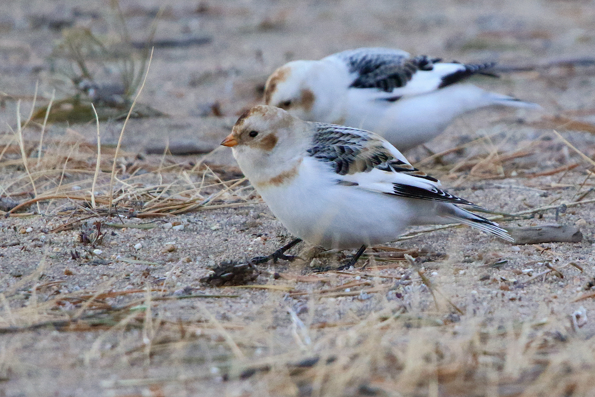 Птица пуночка фото и описание Snow Bunting (Plectrophenax nivalis). Birds of Siberia.