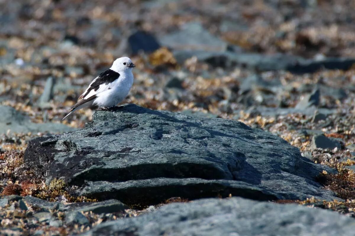 Птица пуночка фото и описание Snow Bunting (Plectrophenax nivalis). Birds of Siberia.