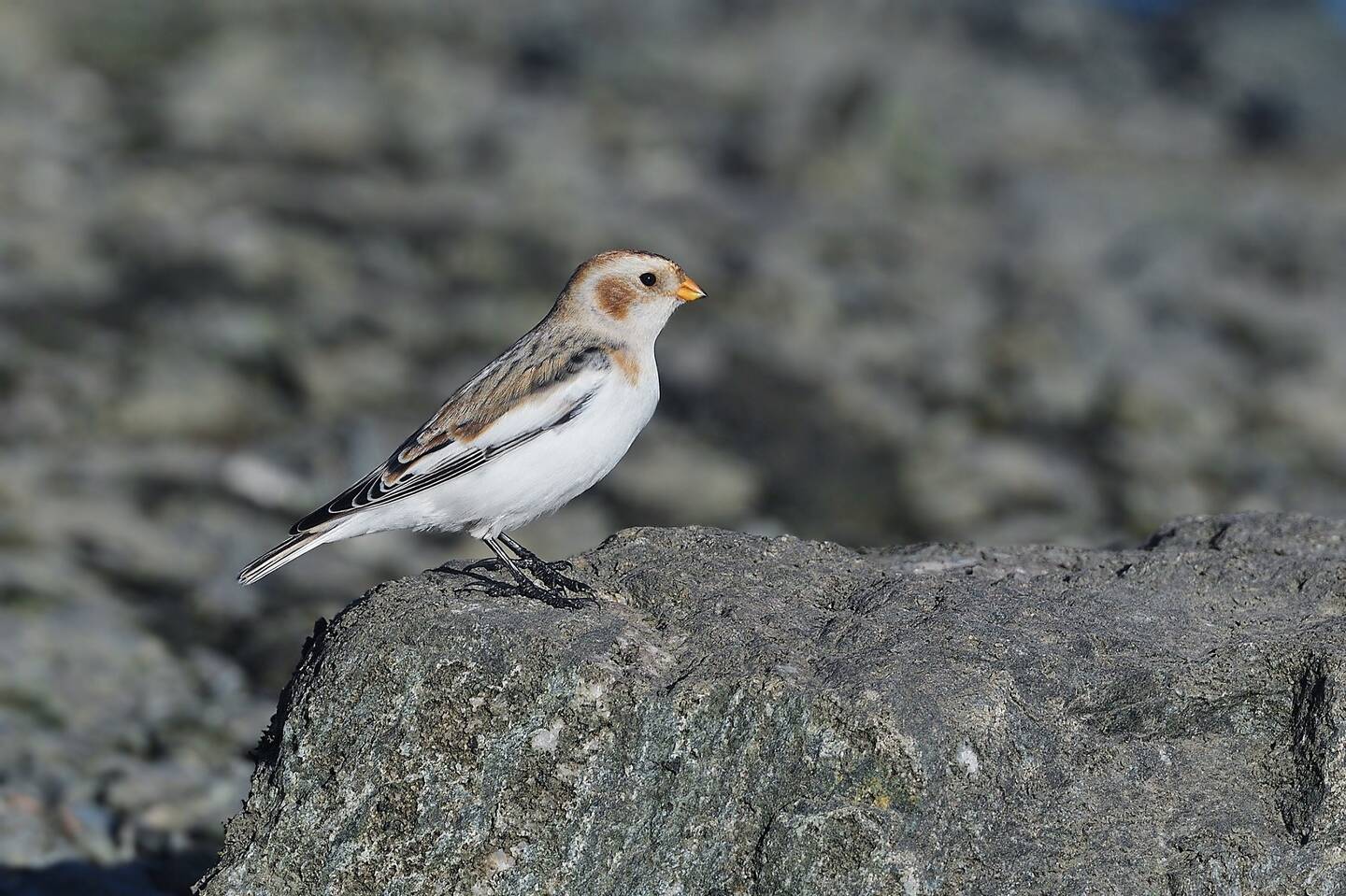 Птица пуночка фото и описание Пуночка (Plectrophenax nivalis). Птицы Сибири.