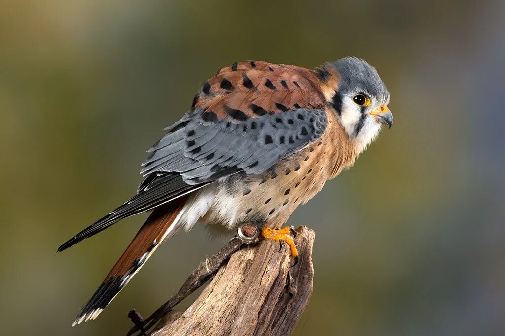 Птица пустельга фото "Jedi", American Kestrel, CaptiveLight, Liberty's Owl, Rap. Flickr