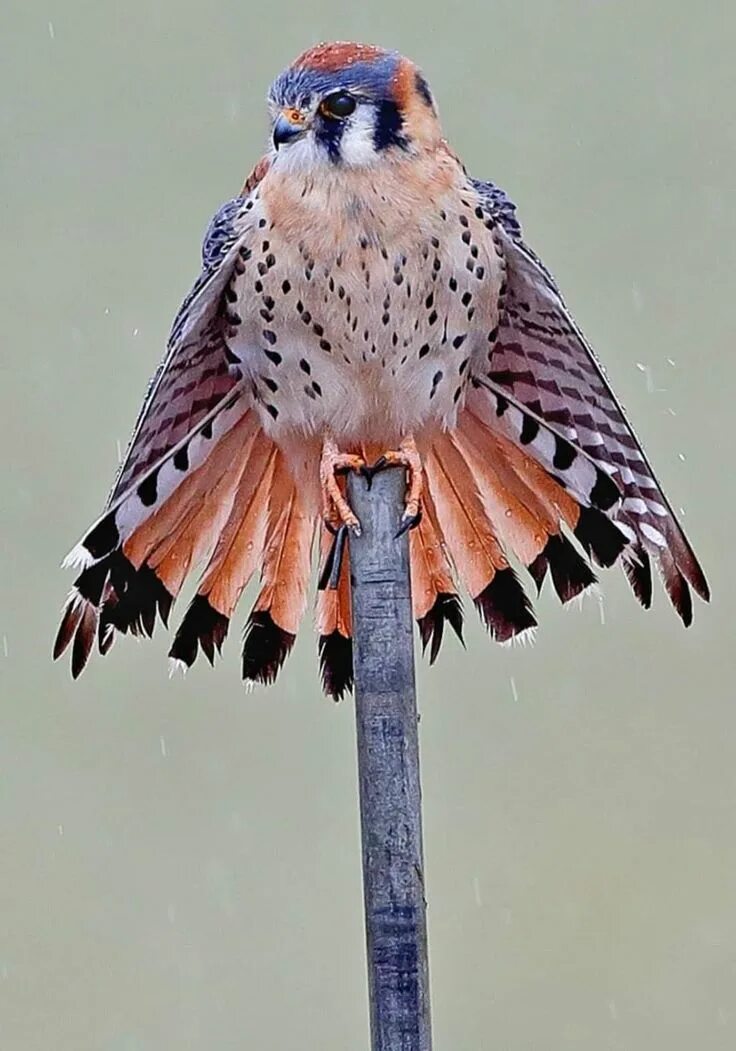 Птица пустельга фото Raubvögel von Barbara Rathmanner auf Birds ❇ Vögel kunst, Tiere