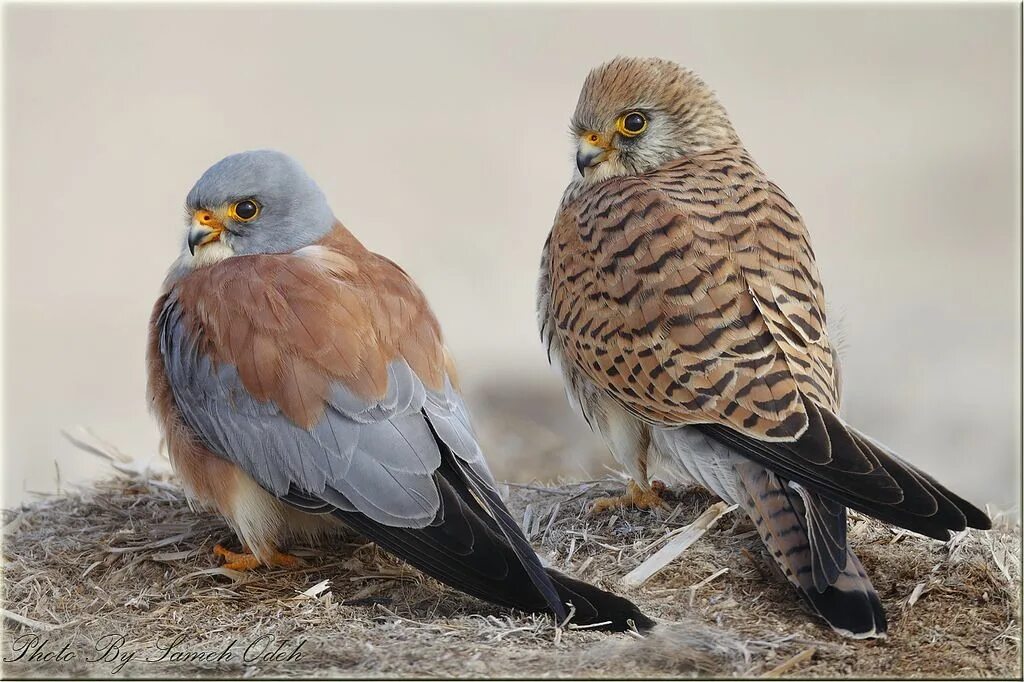 Птица пустельга фото Lesser Kestrel -Male and Female-العويسق-ترمبة و شرياص Pet birds, Birds of prey, 