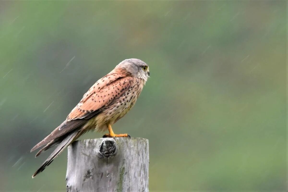 Птица пустельга фото Common Kestrel (Falco tinnunculus). Birds of Siberia.