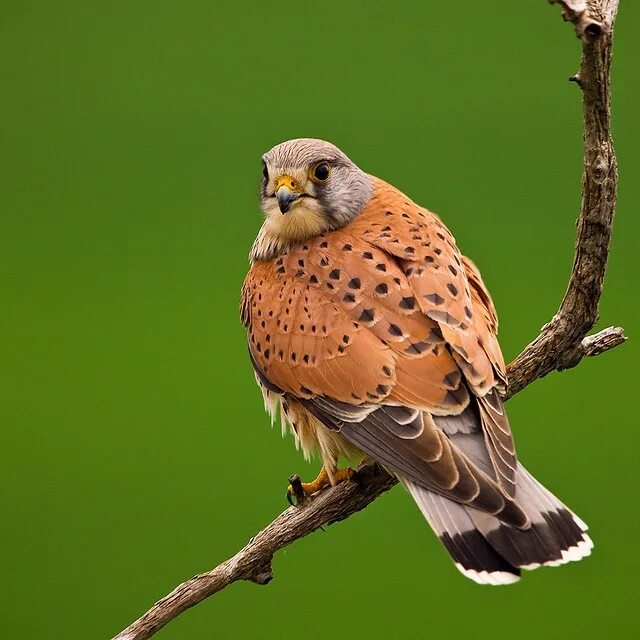 Птица пустельга фото и описание Common Kestrel (Falco tinnunculus) Birds, Kestrel, Animals