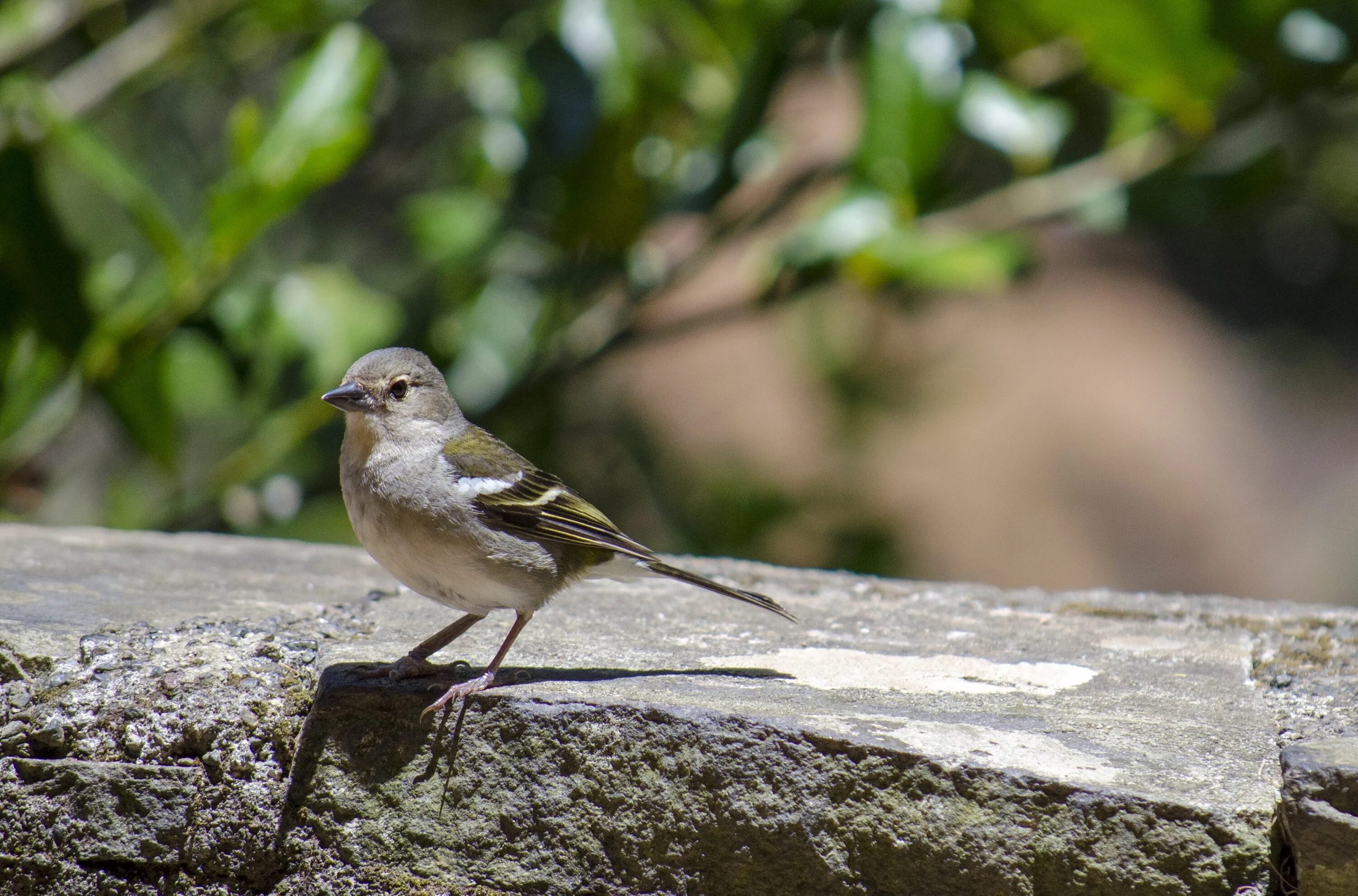 Птица размером с воробья фото Bird Nature The Sparrow Little free image download