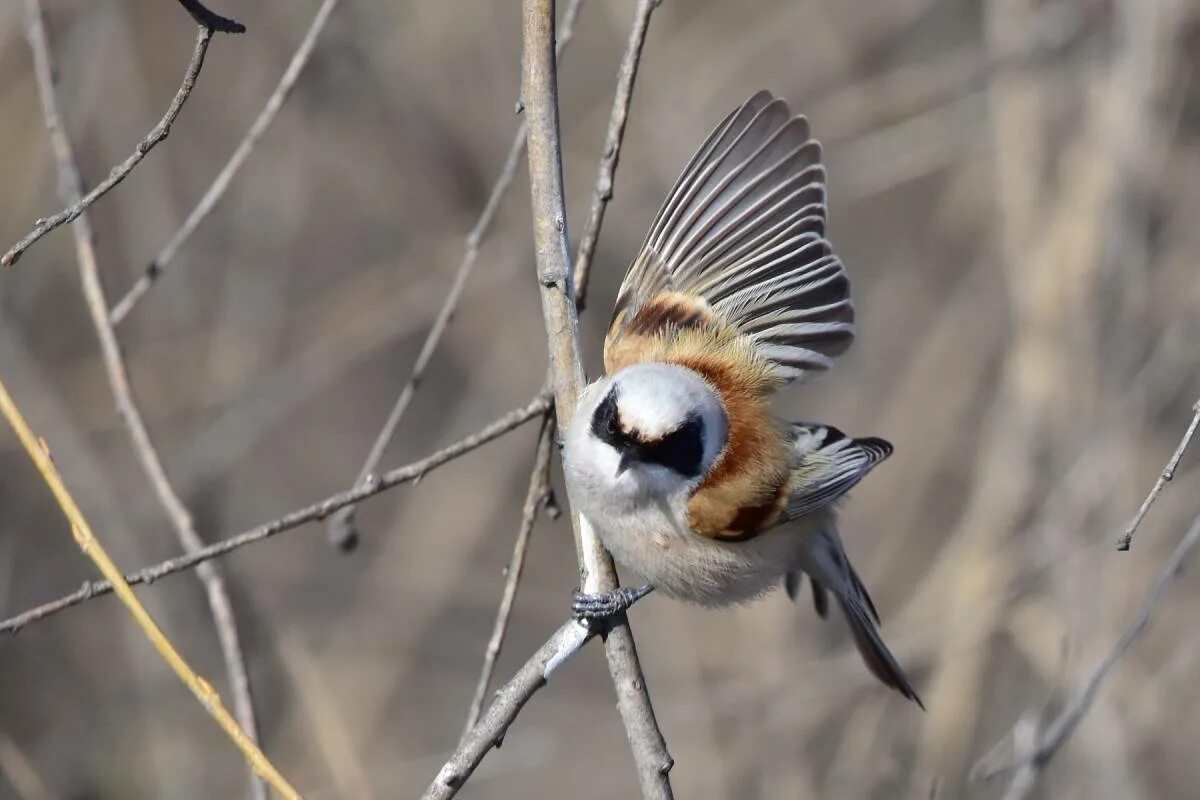 Птица ремез фото и описание Eurasian Penduline Tit (Remiz pendulinus). Birds of Siberia.