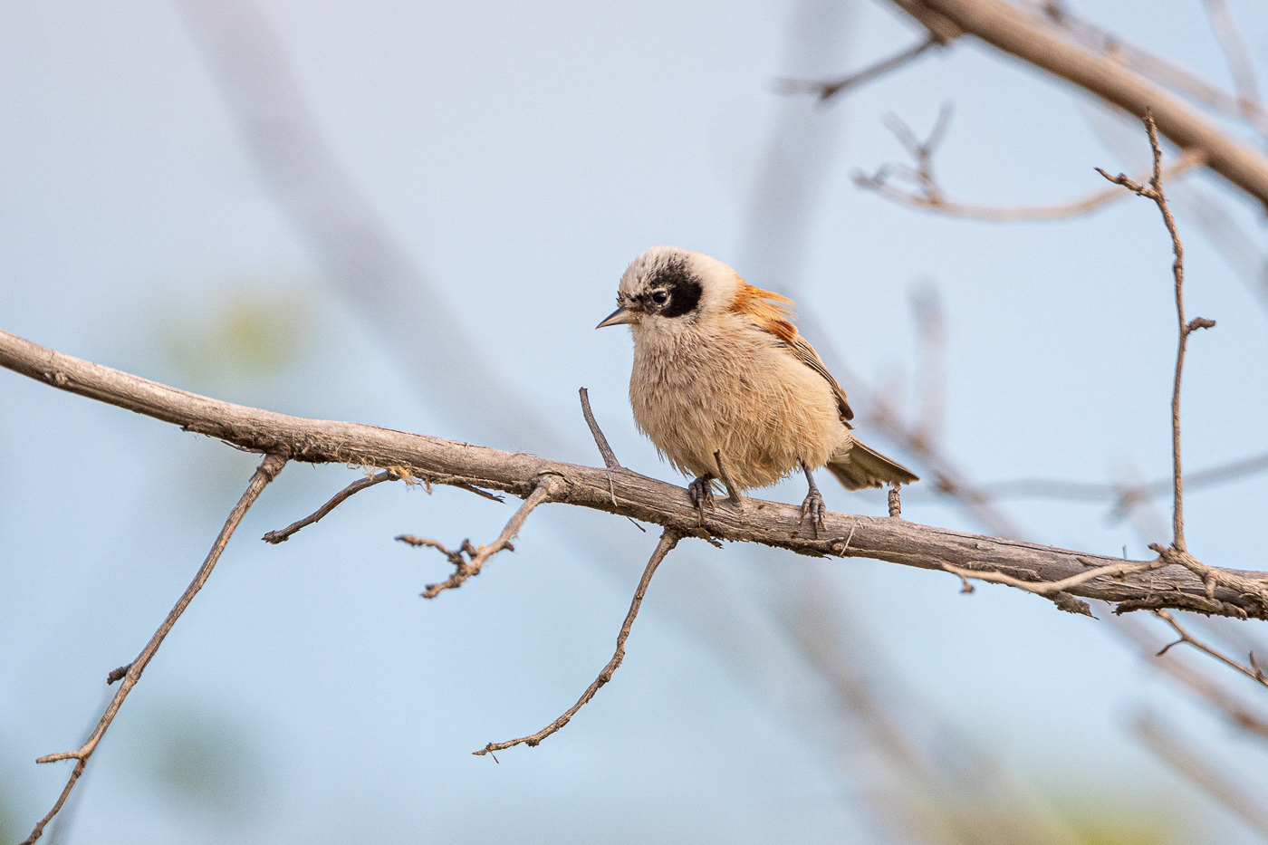 Птица ремез фото и описание White-crowned Penduline Tit (Remiz coronatus). Birds of Siberia.