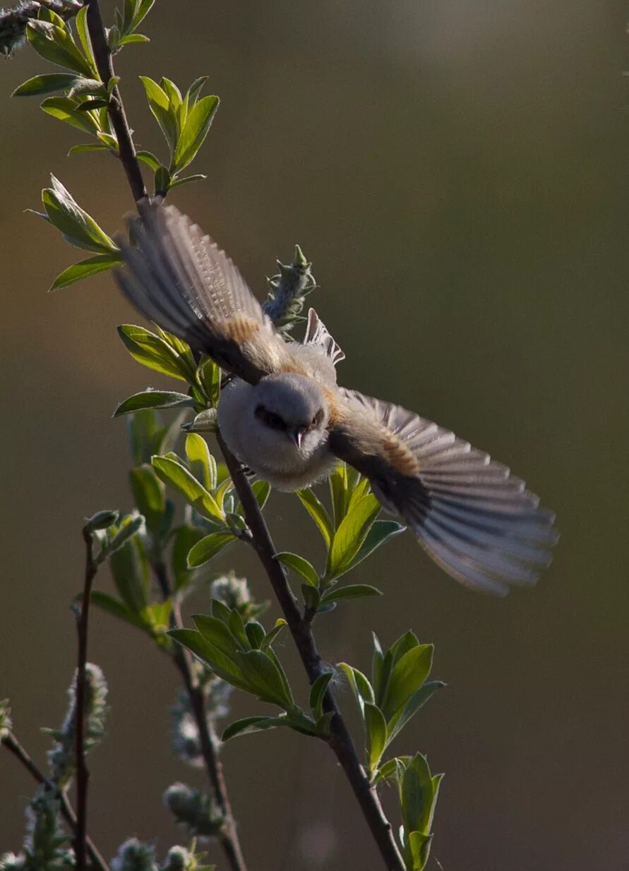 Птица ремез фото и описание Eurasian Penduline Tit (Remiz pendulinus). Birds of Siberia.