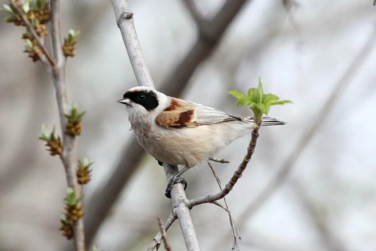 Птица ремез фото и описание Eurasian Penduline Tit (Remiz pendulinus). Birds of Siberia.