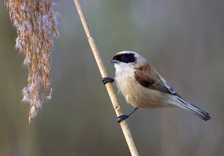 Птица ремез фото и описание Eurasian penduline tit - Wikipedia