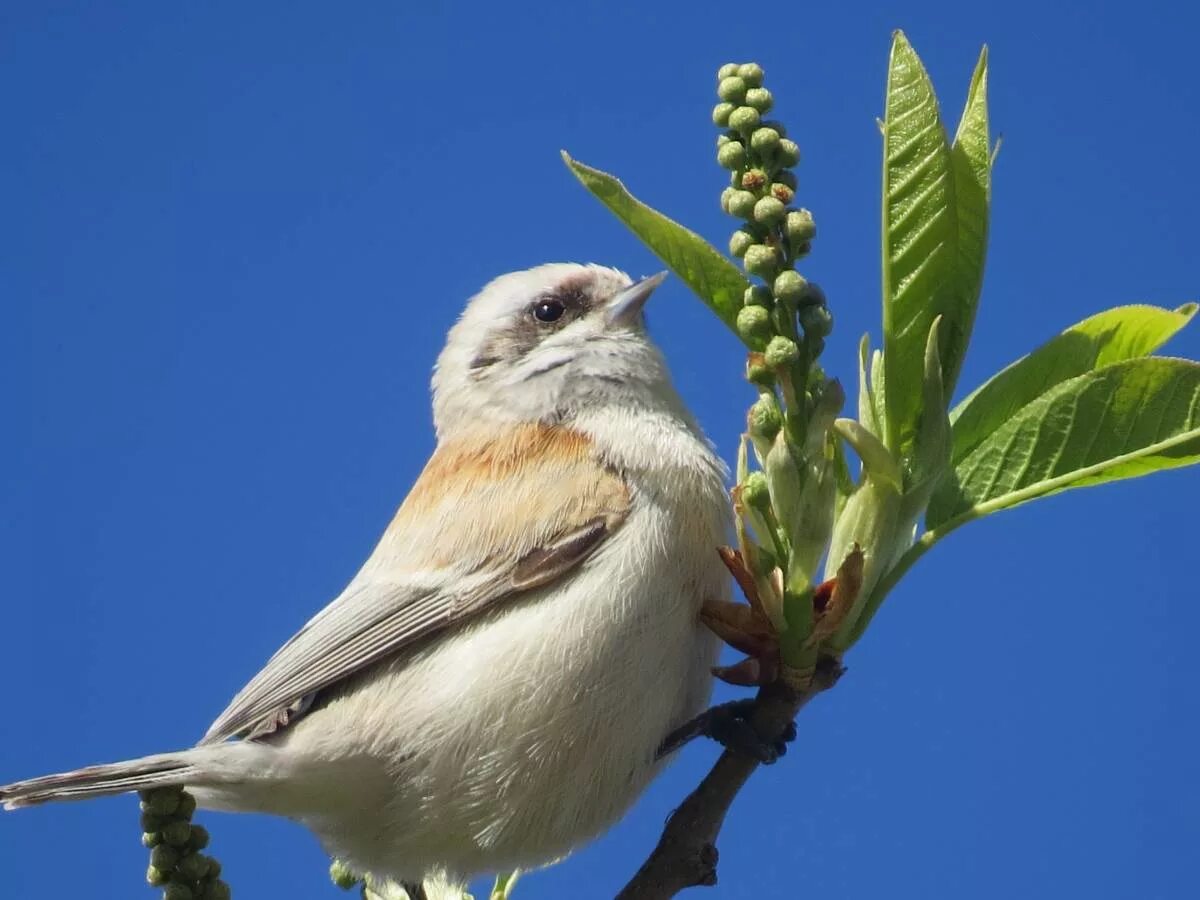 Птица ремез фото и описание Eurasian Penduline Tit (Remiz pendulinus). Birds of Siberia.