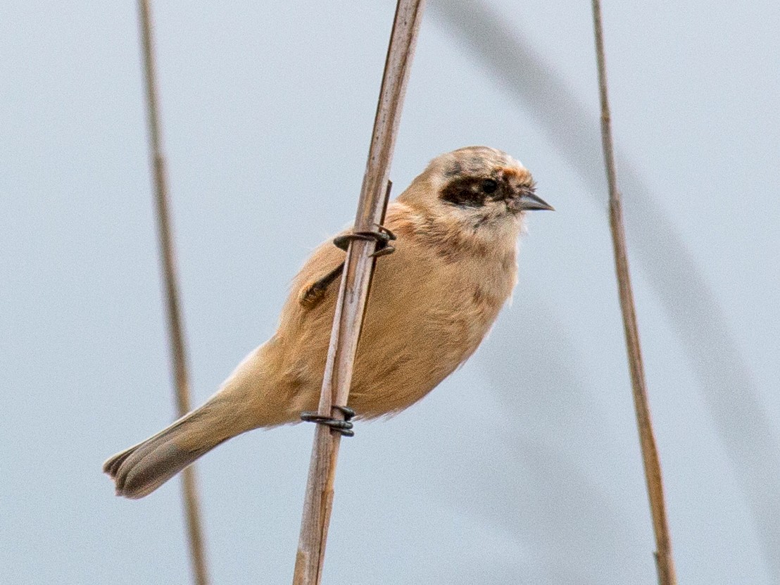 Птица ремез фото и описание Eurasian penduline tit - Eurasian Penduline-Tit - eBird