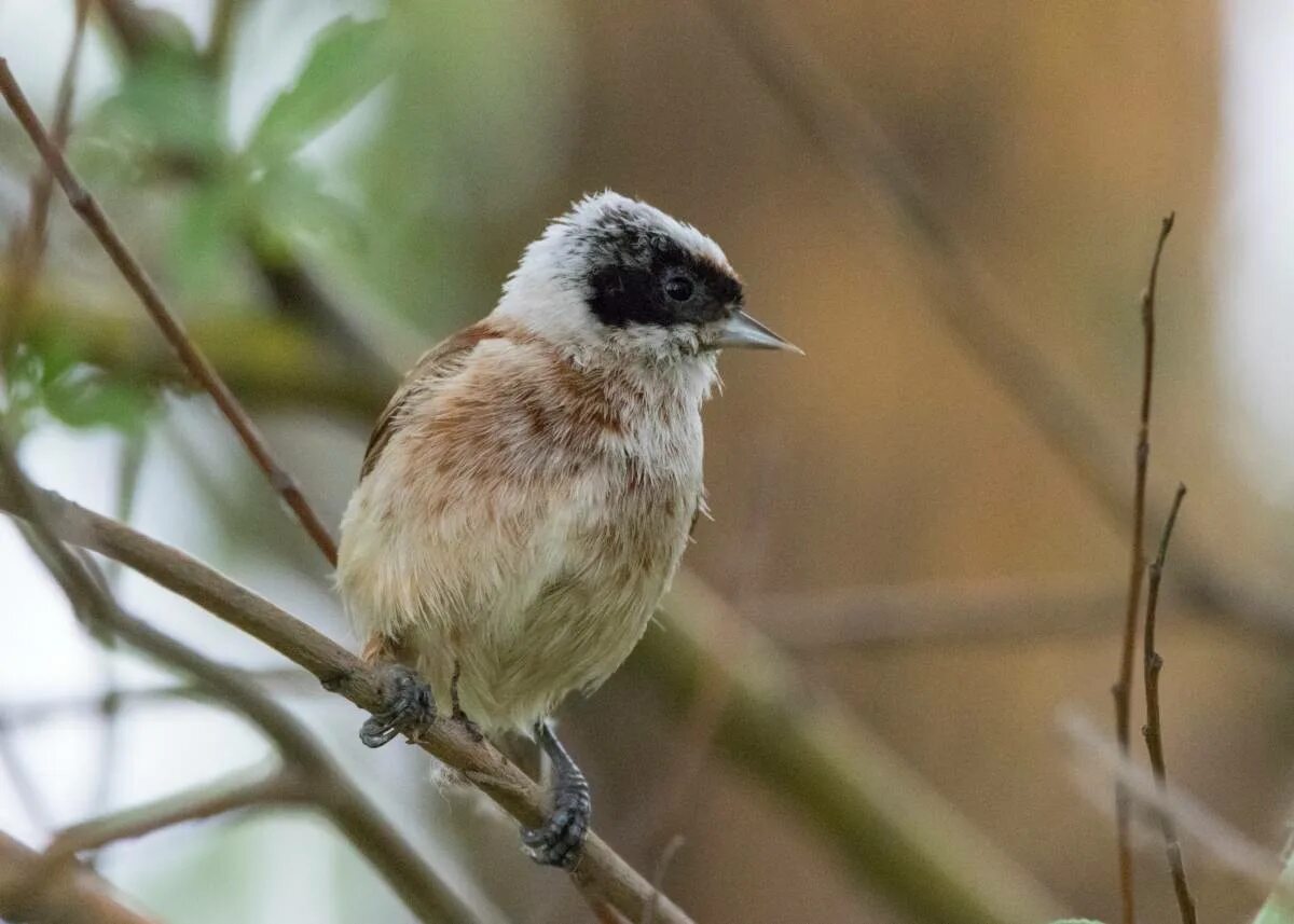 Птица ремез фото и описание Eurasian Penduline Tit (Remiz pendulinus). Birds of Siberia.