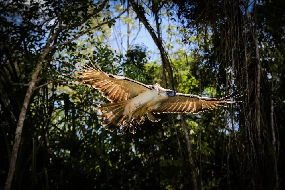 Птица рода фото Released into wild, Philippine Eagle 'Pamana' shot dead Inquirer News