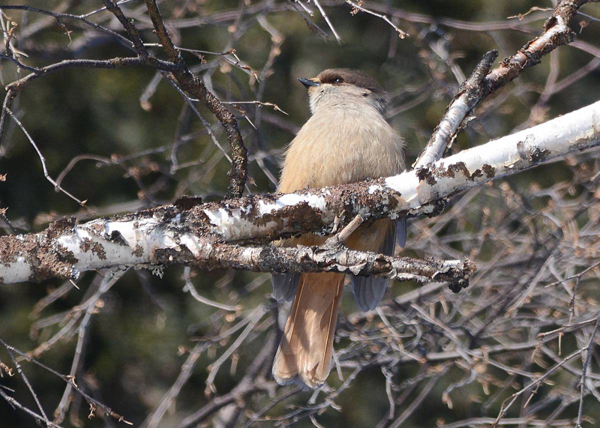 Птица ронжа фото и описание Siberian Jay (Perisoreus infaustus). Birds of Siberia.