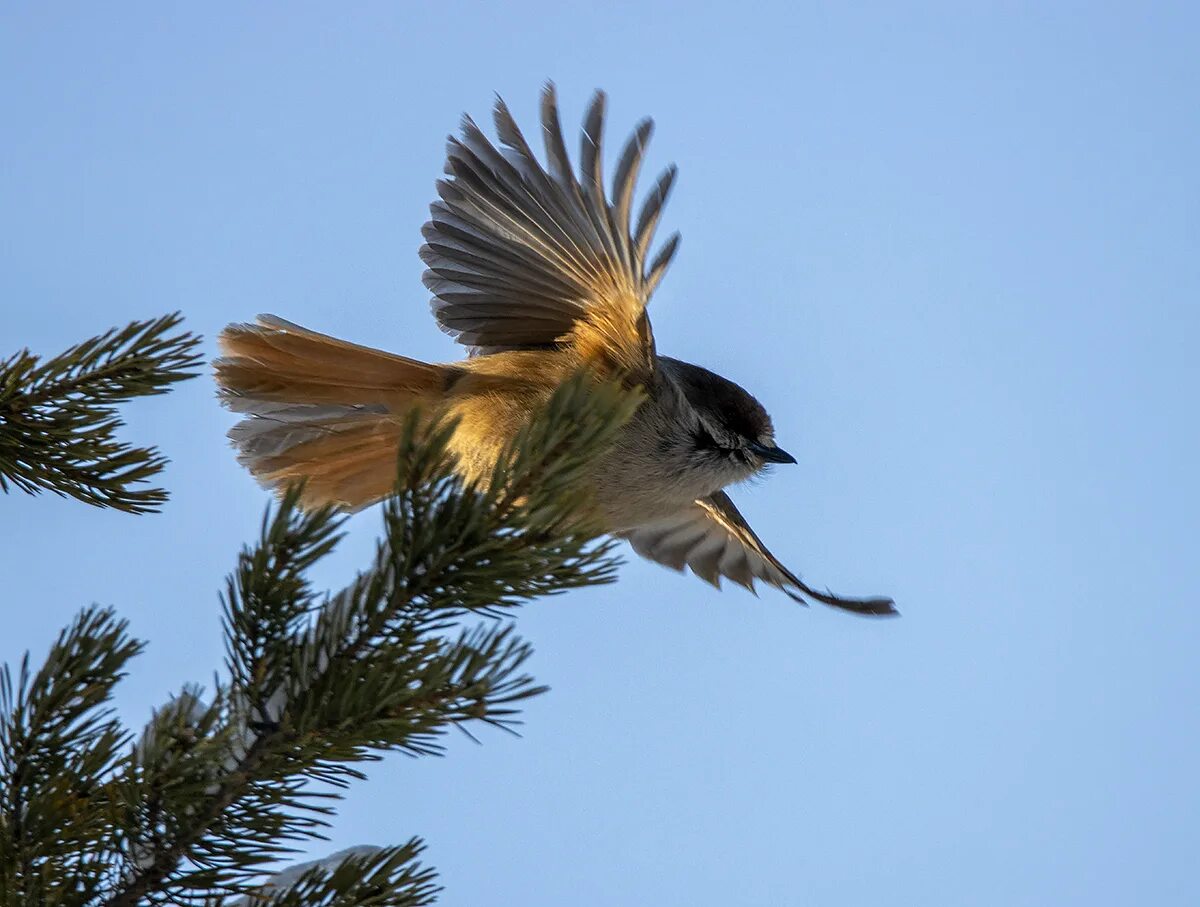 Птица ронжа фото и описание Siberian Jay (Perisoreus infaustus). Birds of Siberia.