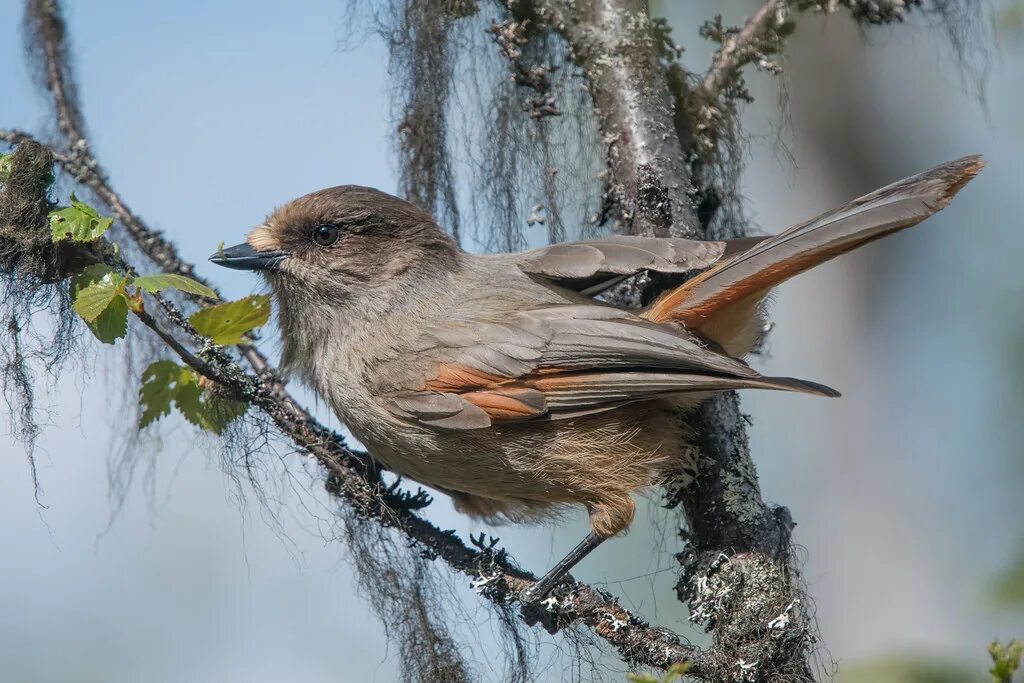 Птица ронжа фото и описание Siberian Jay As the name suggests, this species occurs in . Flickr