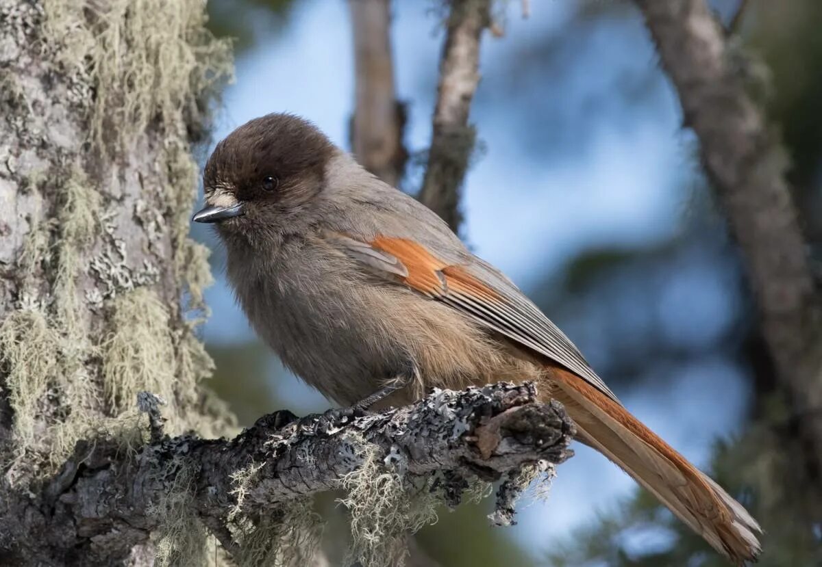 Птица ронжа фото как выглядит Siberian Jay (Perisoreus infaustus). Birds of Siberia.