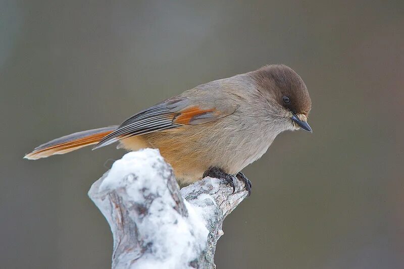 Птица ронжа фото как выглядит Siberian Jay Robert Cave Flickr BIRDS Постила