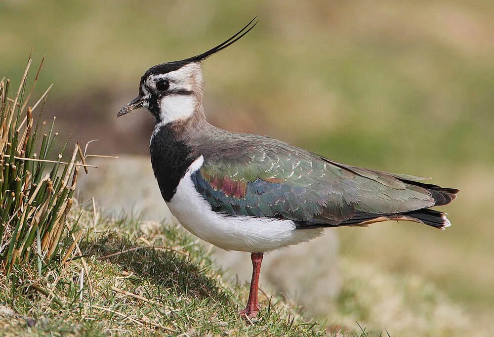 Птица россии с хохолком фото Файл:Flickr - Rainbirder - Lapwing (Vanellus vanellus).jpg - Википедия