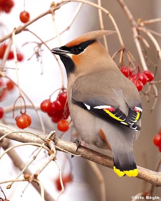 Птица россии с хохолком фото Bohemian Waxwing / Jaseur boreal Nature birds, Cedar waxwing, Backyard birds