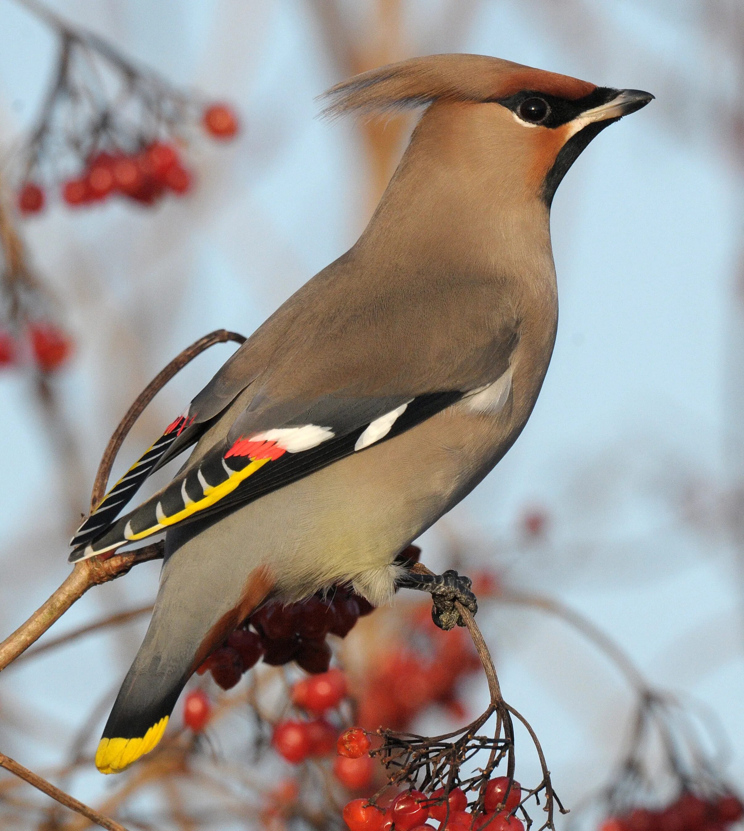 Птица россии с хохолком фото Free photo: Waxwing - Bird, Hawthorn, Spring - Free Download - Jooinn