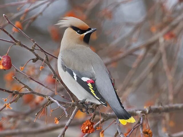 Птица россии с хохолком фото Bohemian Waxwing, Bombycilla garrulus, adult Beautiful birds, Bohemian waxwing, 